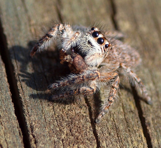 Philaeus chrysops